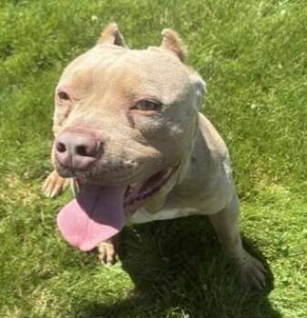 Khal ("Cal") -  American Bully Dog for Adoption in Pasco, Washington - Khal ("Cal") | PetCurious