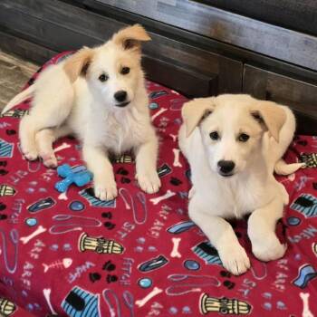 Great Pyrenees and Mixed Breed Dogs Available for Adoption in Olathe, Kansas - Kodak | PetCurious