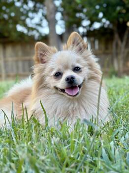 Connor -  Pomeranian Dog for Adoption in Red Bluff, California - Connor | PetCurious