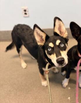 Ritzy -  Siberian Husky and Shepherd Dog for Adoption in Richmond, Virginia - Ritzy | PetCurious