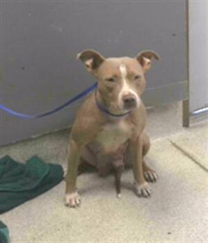 Rescue American Staffordshire Terrier and Mixed Breed Dogs for Adoption in Tallahassee, Florida - SUGAR | PetCurious