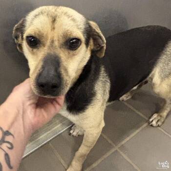 Dachshund and Terrier Dogs Available for Adoption in Washington, District Of Columbia - Lil Peep | PetCurious