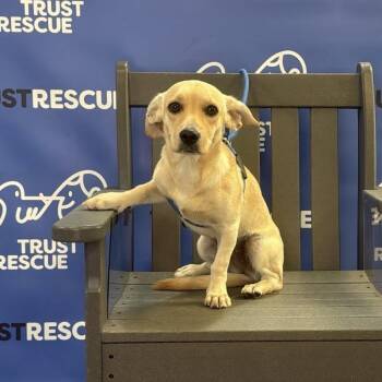 DULCE -  Terrier Dog for Adoption in Waterford, New Jersey - DULCE | PetCurious