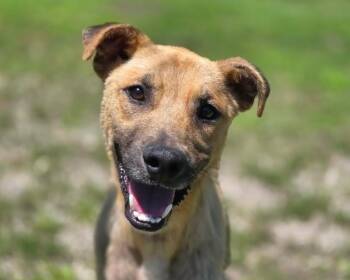 Vincent -  Black Mouth Cur and Shepherd Dog for Adoption in Anniston, Alabama - Vincent | PetCurious