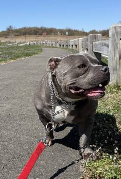 Pit Bull Terrier and Bulldog Dogs Available for Adoption - Ruby | PetCurious