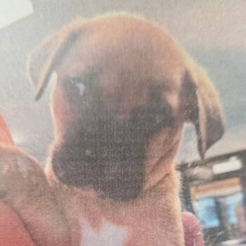 Labrador Retriever and Boxer Dogs Available for Adoption - Snooky D11314 | PetCurious