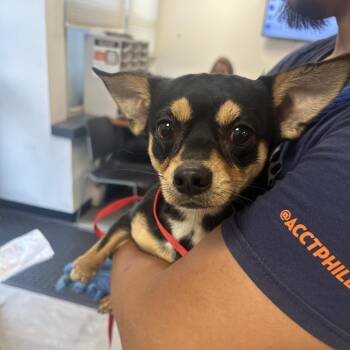 Chapi -  Mixed Breed Dog for Adoption in Philadelphia, Pennsylvania - Chapi | PetCurious
