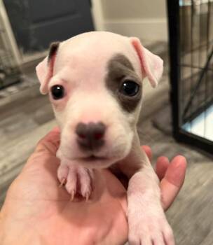 Wren -  Staffordshire Bull Terrier Dog for Adoption in Lodi, California - Wren | PetCurious