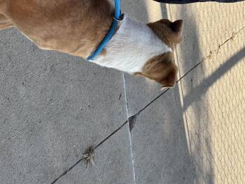 Rescue Pit Bull Terrier Dogs for Adoption in Sioux City, Iowa - Cosmo | PetCurious