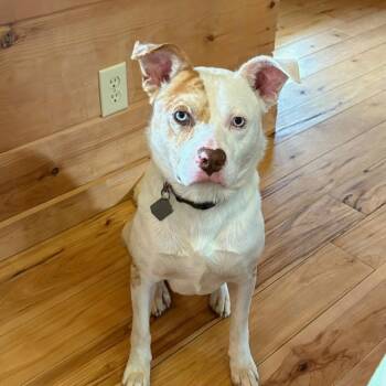 Rescue Australian Cattle Dog Blue Heeler Dogs for Adoption in Scottsburg, Indiana - SONNY | PetCurious