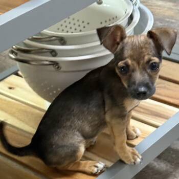 Chihuahua and Mixed Breed Dogs Available for Adoption in Isabela, Isabela - Wilda! | PetCurious