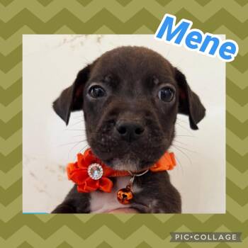 Mene -  Labrador Retriever Dog for Adoption in Ringwood, New Jersey - Mene | PetCurious