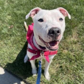 Sugar Cookie -  Mixed Breed Dog for Adoption in Merriam, Kansas - Sugar Cookie | PetCurious
