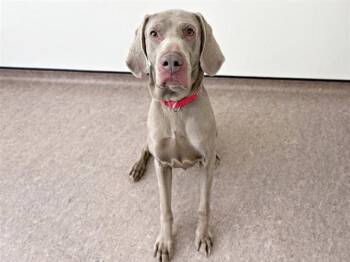 GHOST -  Weimaraner Dog for Adoption in Brentwood, Missouri - GHOST | PetCurious