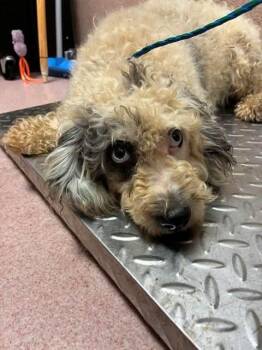 Miss Piggy -  Poodle Dog for Adoption in Brewster, New York - Miss Piggy | PetCurious