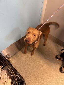 Tyson S -  Pit Bull Terrier Dog for Adoption in Bloomington, Indiana - Tyson S | PetCurious