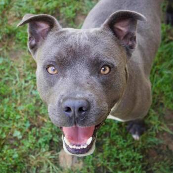 Remington Steel "Remi" -  American Staffordshire Terrier Dog for Adoption in Godfrey, Illinois - Remington Steel "Remi" | PetCurious