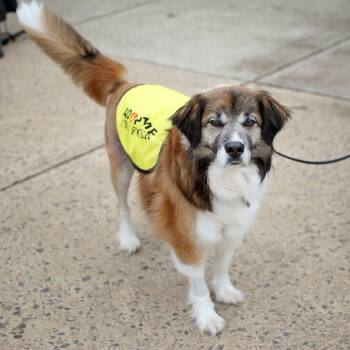 Collie and Mixed Breed Dogs Available for Adoption in Fairfax, Virginia - Chester G | PetCurious