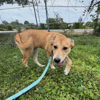 Phoebe -  Mixed Breed Dog for Adoption in Wilmington, Delaware - Phoebe | PetCurious