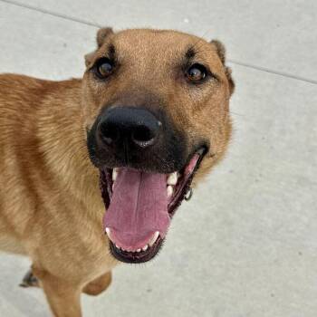Custard -  Mixed Breed Dog for Adoption in Matteson, Illinois - Custard | PetCurious