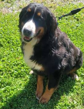 Laney -  Bernese Mountain Dog Dog for Adoption in Saint Clairsville, Ohio - Laney | PetCurious