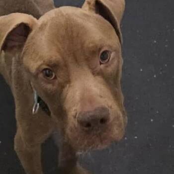 Vito -  American Staffordshire Terrier Dog for Adoption in New York, New York - Vito | PetCurious