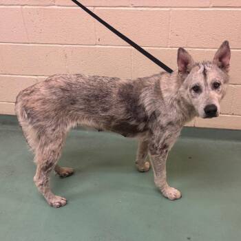 Mixed Breed Dogs Available for Adoption in Memphis, Tennessee - Glitter | PetCurious