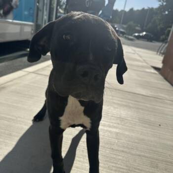 Kristen -  Mastiff and Boxer Dog for Adoption in Walnut Creek, California - Kristen | PetCurious
