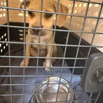 Caesar, sweet 2 month old puppy picked up off the street -  Yellow Labrador Retriever Dog for Adoption in Charlottesville, Virginia - Caesar, Sweet 2 Month Old Puppy Picked Up Off The Street | PetCurious