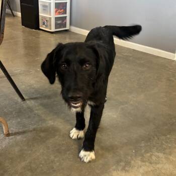 Mixed Breed Dogs Available for Adoption in Brookfield, Missouri - Ranger | PetCurious