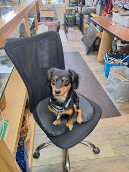 Winnie -  Terrier Dog for Adoption in Candler, North Carolina - Winnie | PetCurious