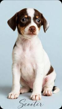 Scooter -  Chihuahua and Rat Terrier Dog for Adoption in Humble, Texas - Scooter | PetCurious