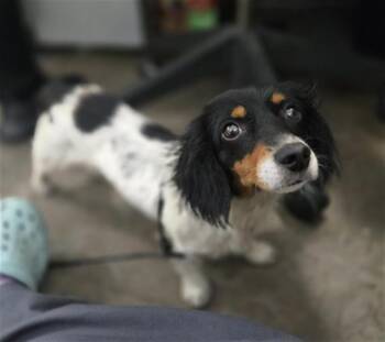 Dachshund Dogs Available for Adoption in Dallas, Texas - MAPLE | PetCurious