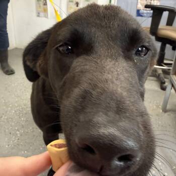 Black Labrador Retriever Dogs Available for Adoption in Lewisburg, Tennessee - Flint | PetCurious