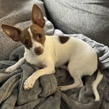Ruby -  Chihuahua Dog for Adoption in Spokane, Washington - Ruby | PetCurious