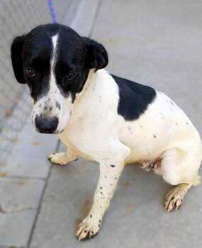 Rescue Border Collie Dogs for Adoption in Kearney, Nebraska - Kahuna | PetCurious