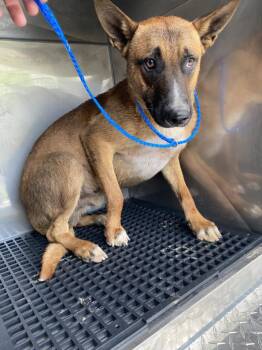 Mixed Breed Dogs Available for Adoption in Dallas, Texas - GARZA | PetCurious