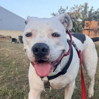 Sonny Bono -  American Staffordshire Terrier Dog for Adoption in Whittier, California - Sonny Bono | PetCurious
