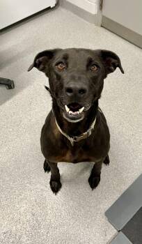 Petal  -  Mixed Breed Dog Available for Adoption in Moundsville, West Virginia - Petal  | PetCurious