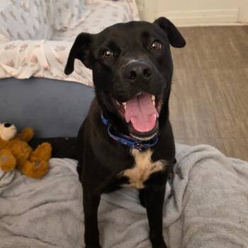 Odie -  Labrador Retriever and Mixed Breed Dog for Adoption in Chicago, Illinois - Odie | PetCurious