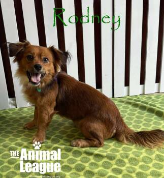 Rescue Dachshund and Pekingese Dogs for Adoption in Groveland, Florida - Rodney | PetCurious