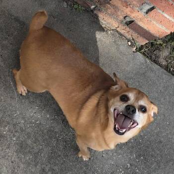 Old Spice -  Chihuahua Dog for Adoption in Columbia, South Carolina - Old Spice | PetCurious