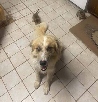 Collie Dogs Available for Adoption in Uxbridge, Massachusetts - Piper | PetCurious
