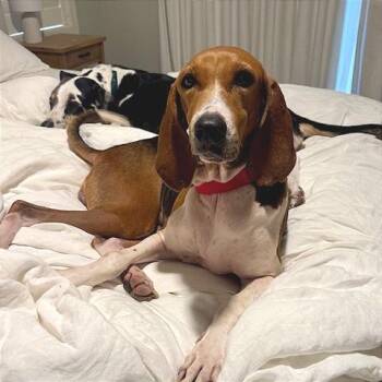 Pita -  Treeing Walker Coonhound Dog for Adoption in Chicago, Illinois - Pita | PetCurious