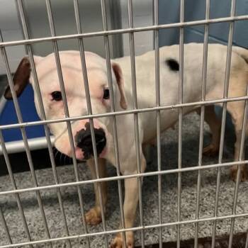 Rescue Mixed Breed Dogs for Adoption in Jeffersonville, Indiana - Dina | PetCurious