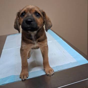 Snips -  Mixed Breed Dog for Adoption in Stilwell, Oklahoma - Snips | PetCurious