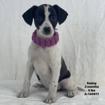 Sonny - Local August 28-30 -  Labrador Retriever Dog for Adoption in Brookshire, Texas - Sonny - Local August 28-30 | PetCurious