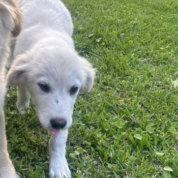 Golden Retriever and Mixed Breed Dogs Available for Adoption in Baton Rouge, Louisiana - Poptart | PetCurious