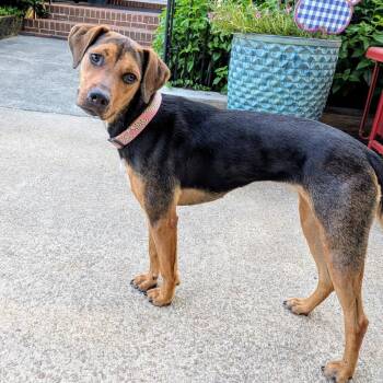 Heidi -  Hound Dog for Adoption in Wake Forest, North Carolina - Heidi | PetCurious