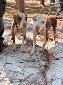 Rescue Pit Bull Terrier Dogs for Adoption in Laurinburg, North Carolina - Cory (25-D0469) | PetCurious